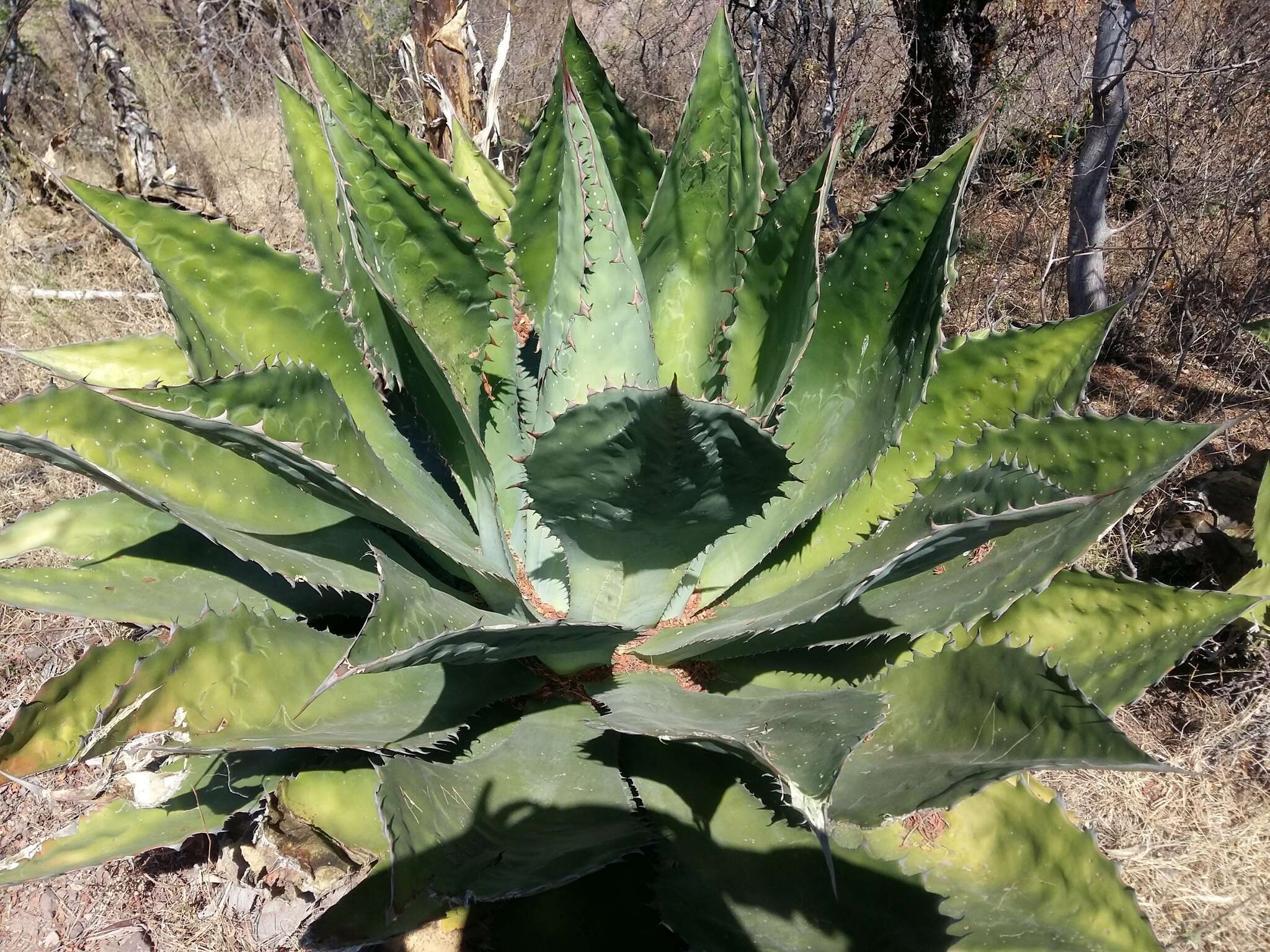 Image of Agave cupreata Trel. & A. Berger