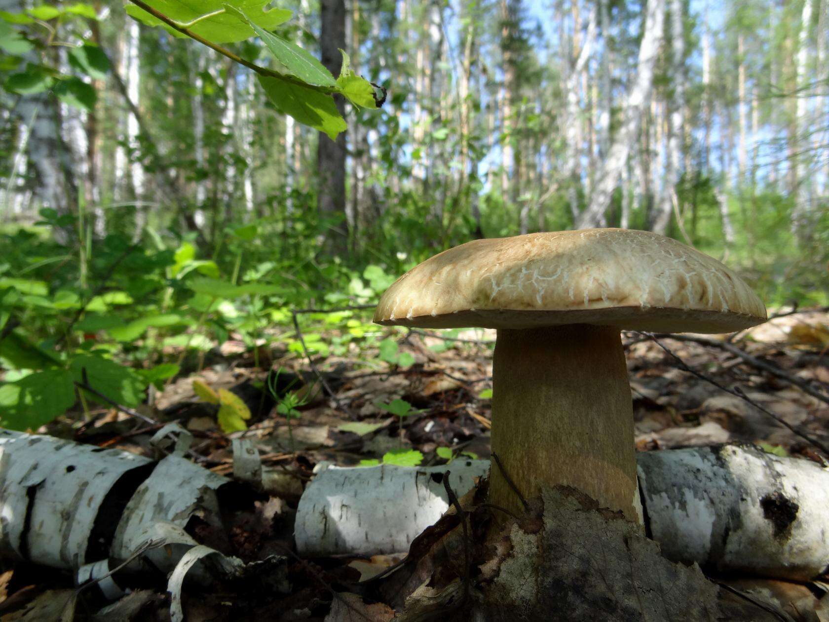 Imagem de Boletus reticulatus Schaeff. 1774