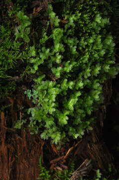 Image of rhizomnium moss