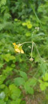 Image of Geum meinshausenii Gams.