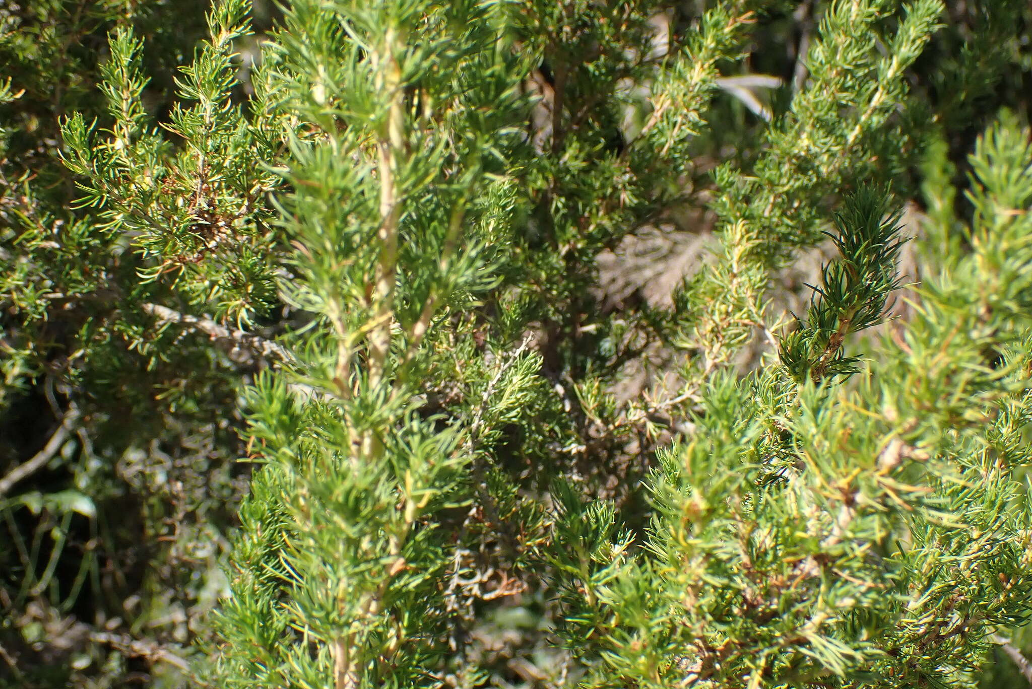 Image of Cliffortia paucistaminea var. australis C. Whitehouse