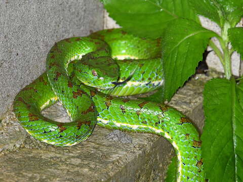 Trimeresurus flavomaculatus (Gray 1842) resmi