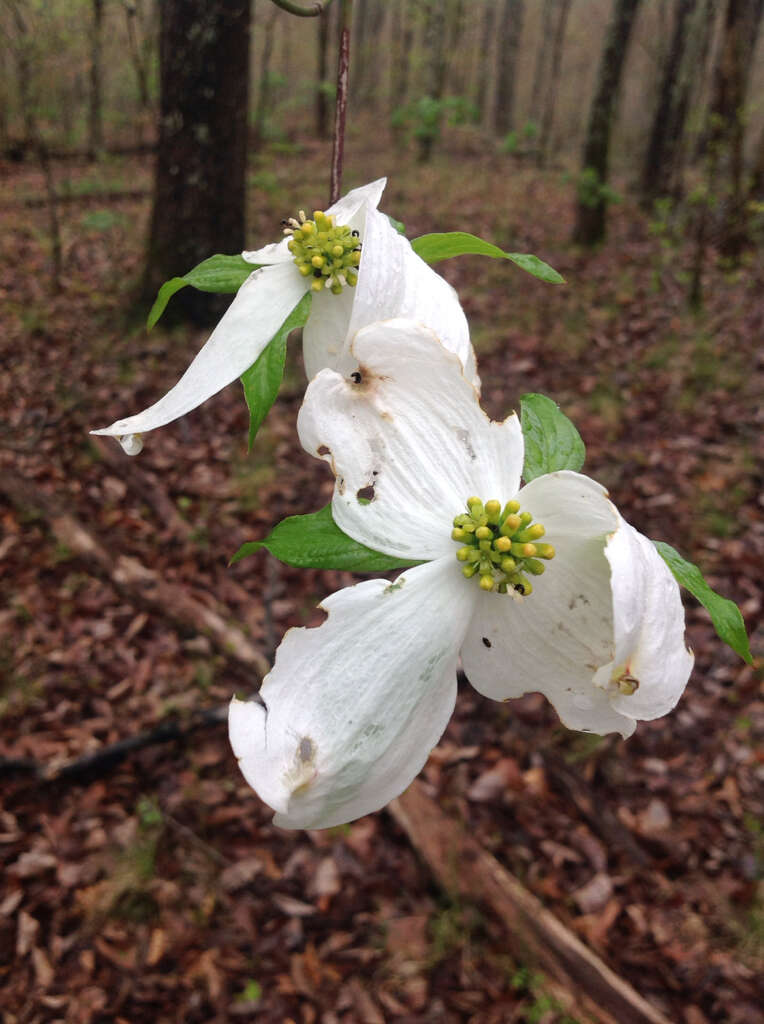 Image of flowering dogwood