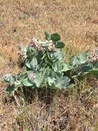 Imagem de Asclepias californica subsp. greenei Woods.