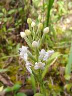 Image of Tropical False Rein Orchid