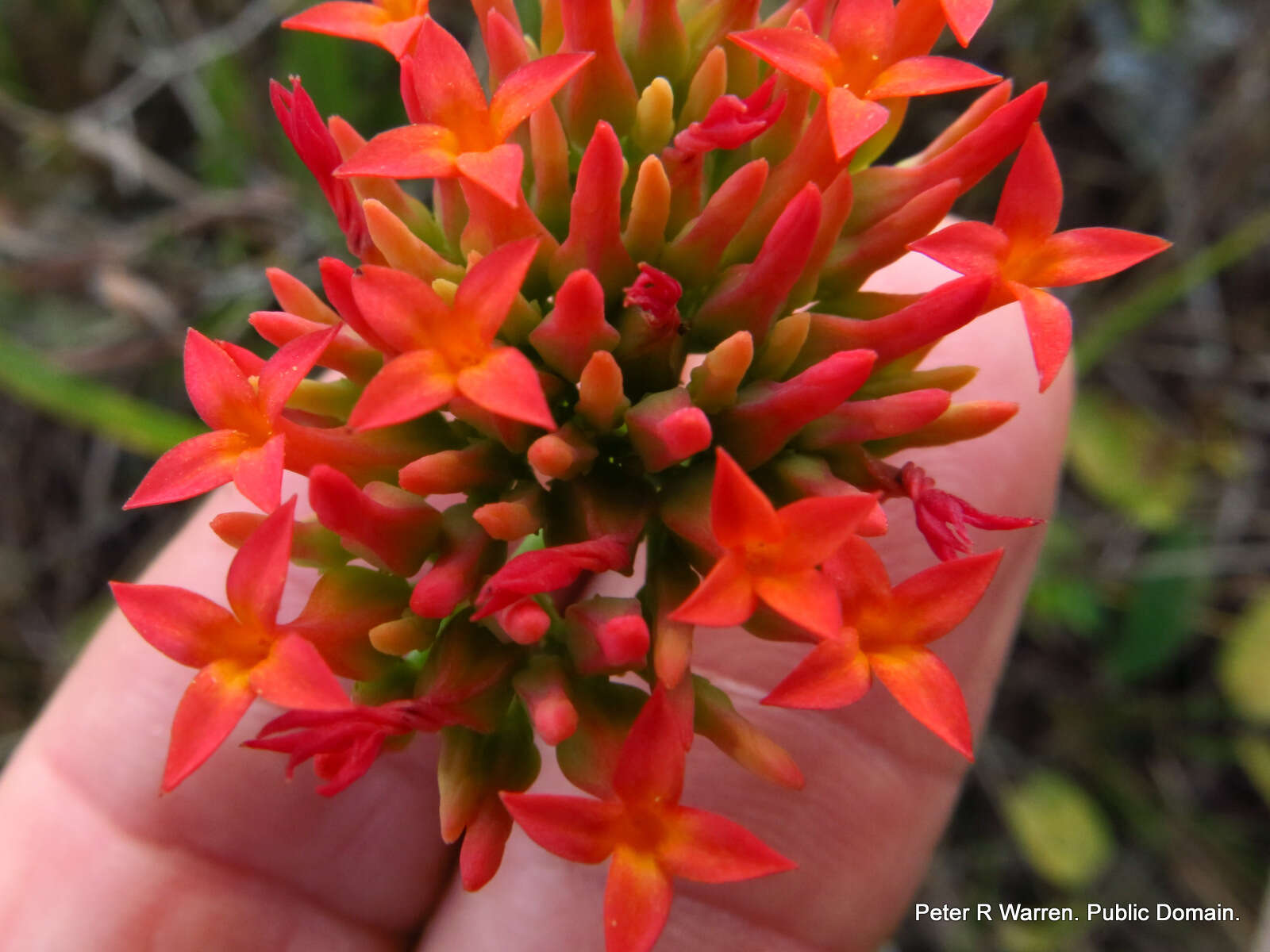 Image of Common kalanchoe