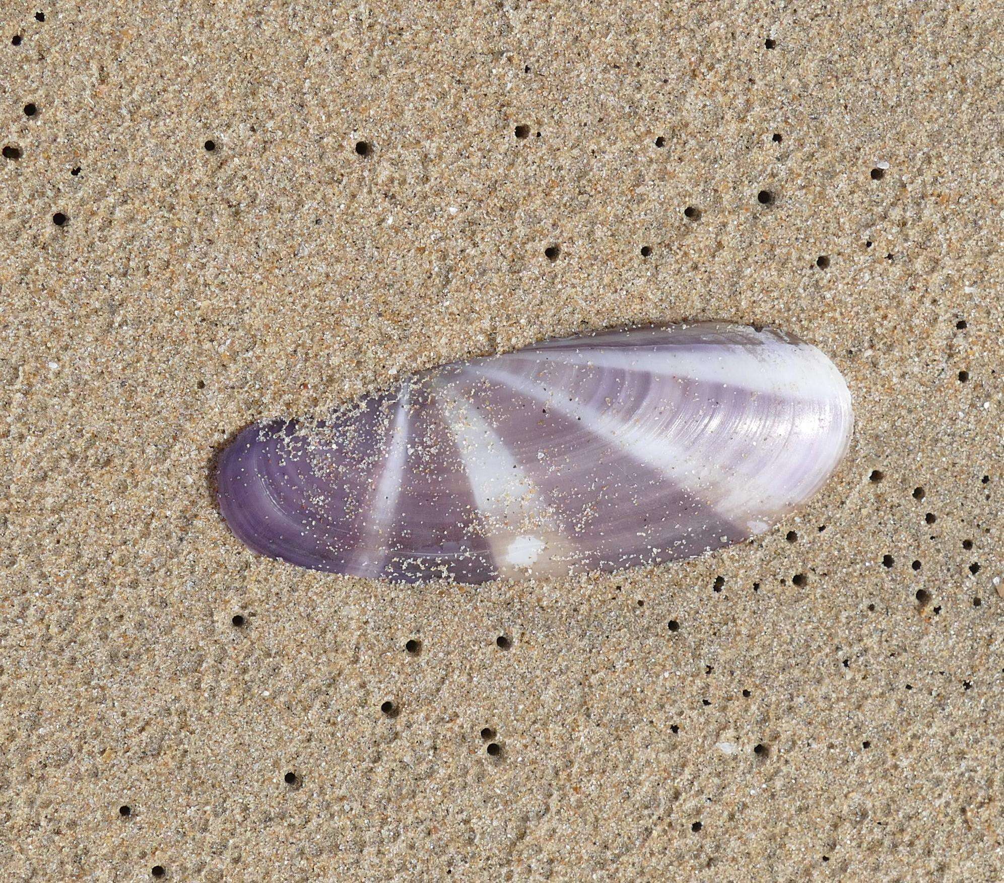 Image of sunset razor clam