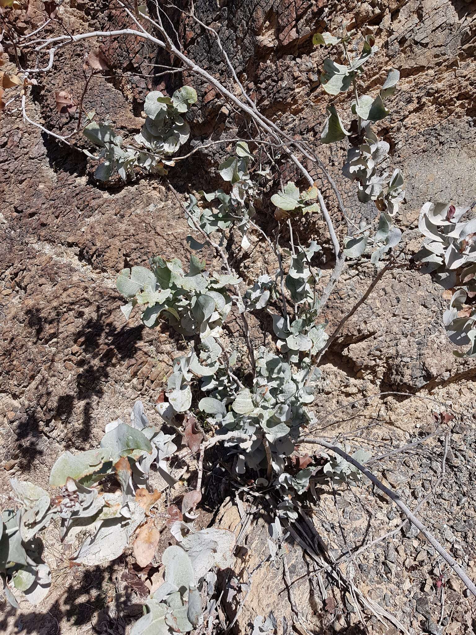 Image of Dyerophytum indicum (Gibs. ex Wight) O. Kuntze