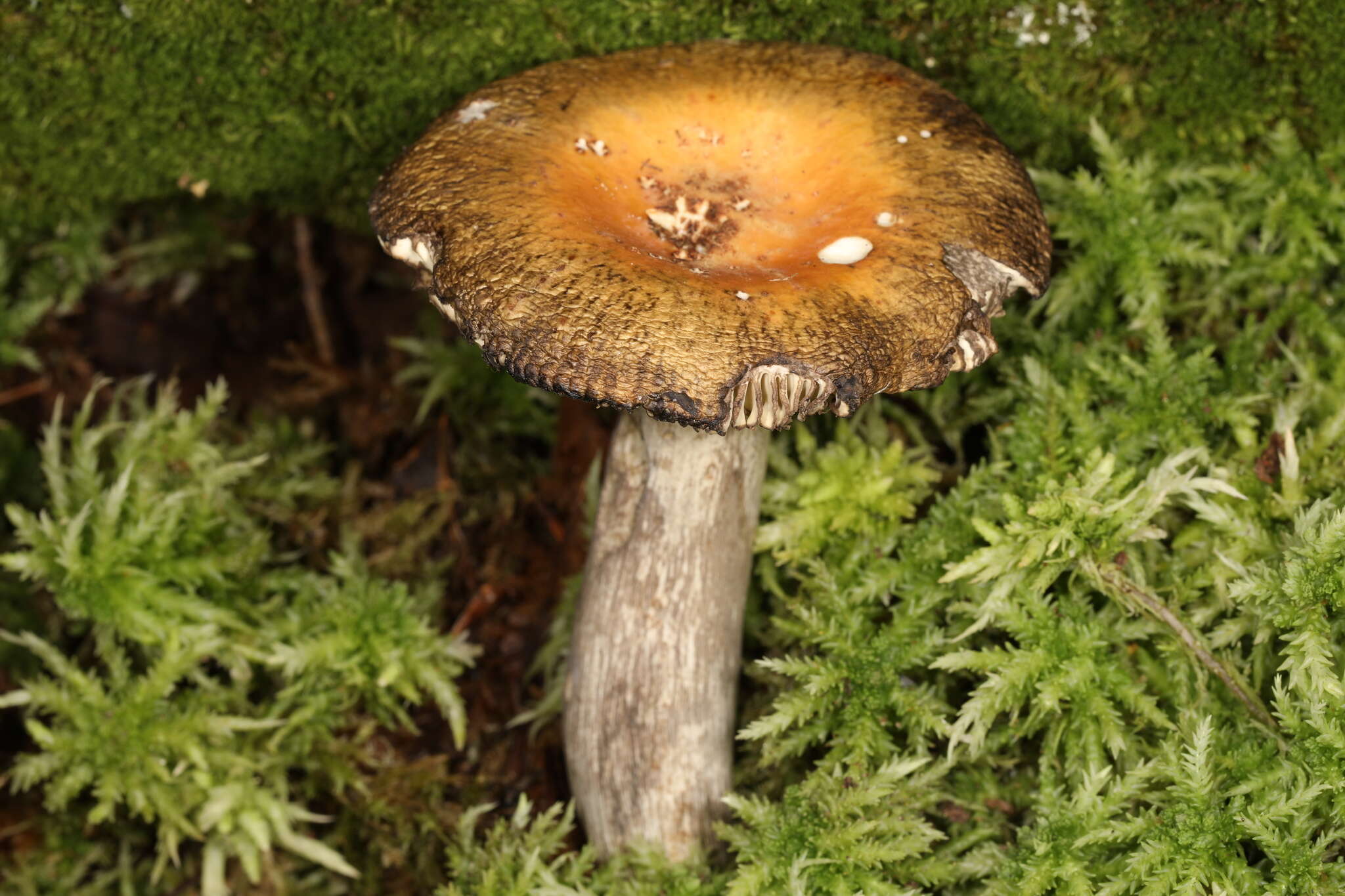 Image of Russula decolorans (Fr.) Fr. 1838