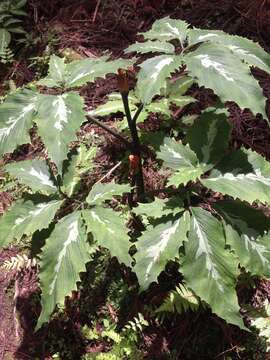 Image of Arisaema kishidae Makino ex Nakai