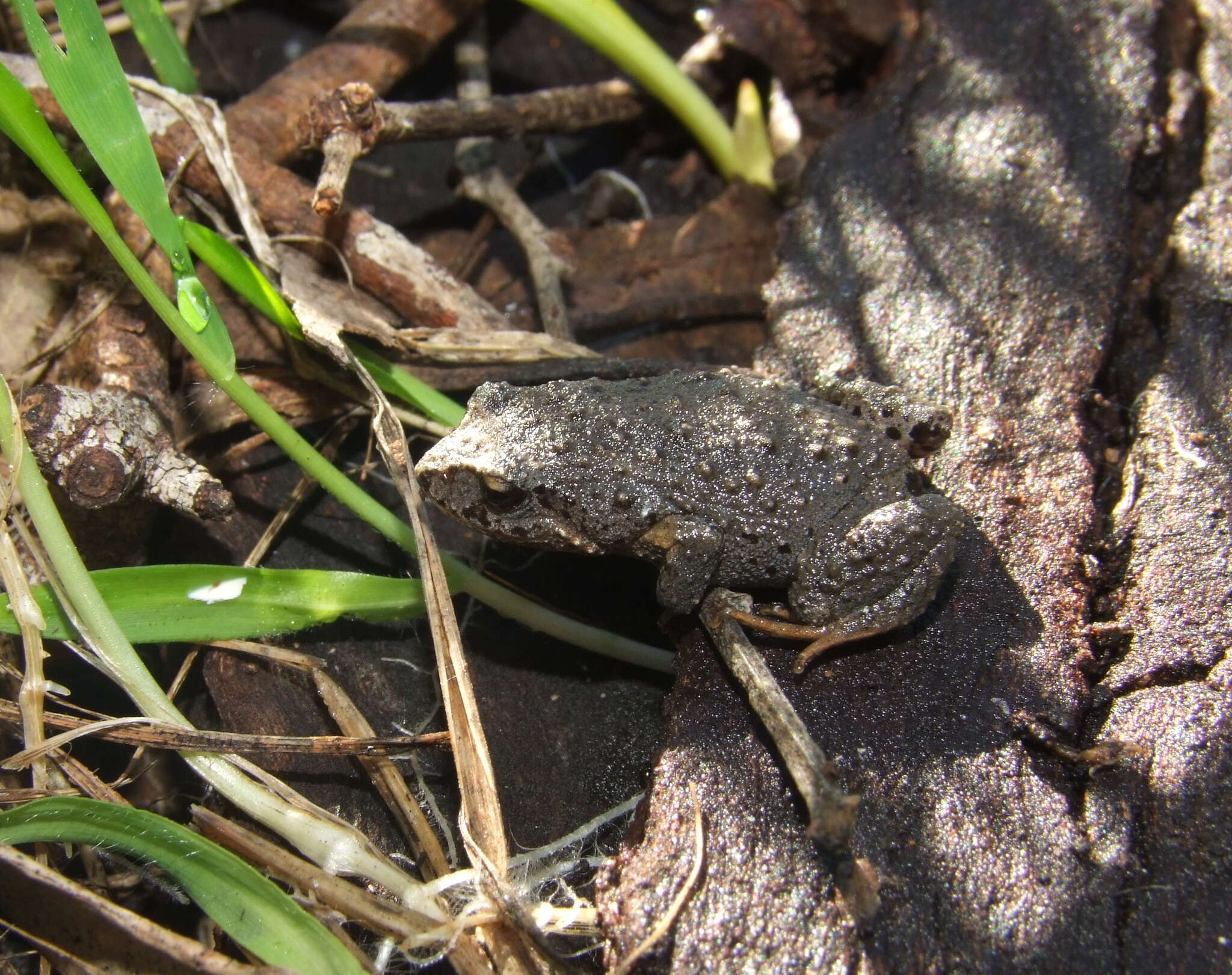 صورة Geocrinia laevis (Günther 1864)