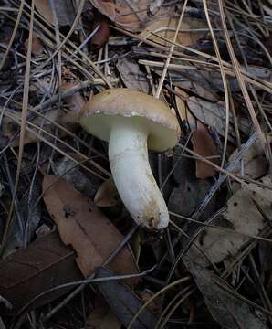 Image of Suillus occidentalis Thiers 1976