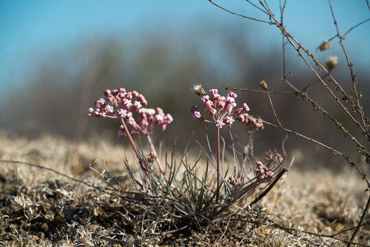 Image de Asclepias rosea Kunth