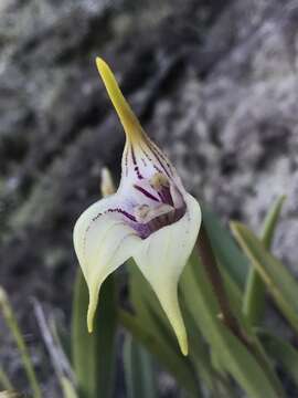 Image of Masdevallia coriacea Lindl.