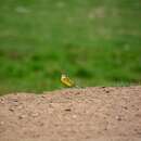 Image of Blueheaded Wagtail