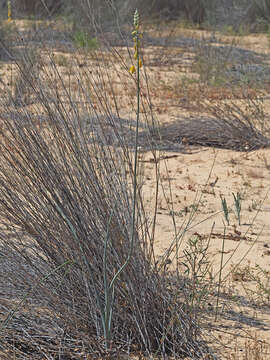 Image de Albuca clanwilliamae-gloria U. Müll.-Doblies