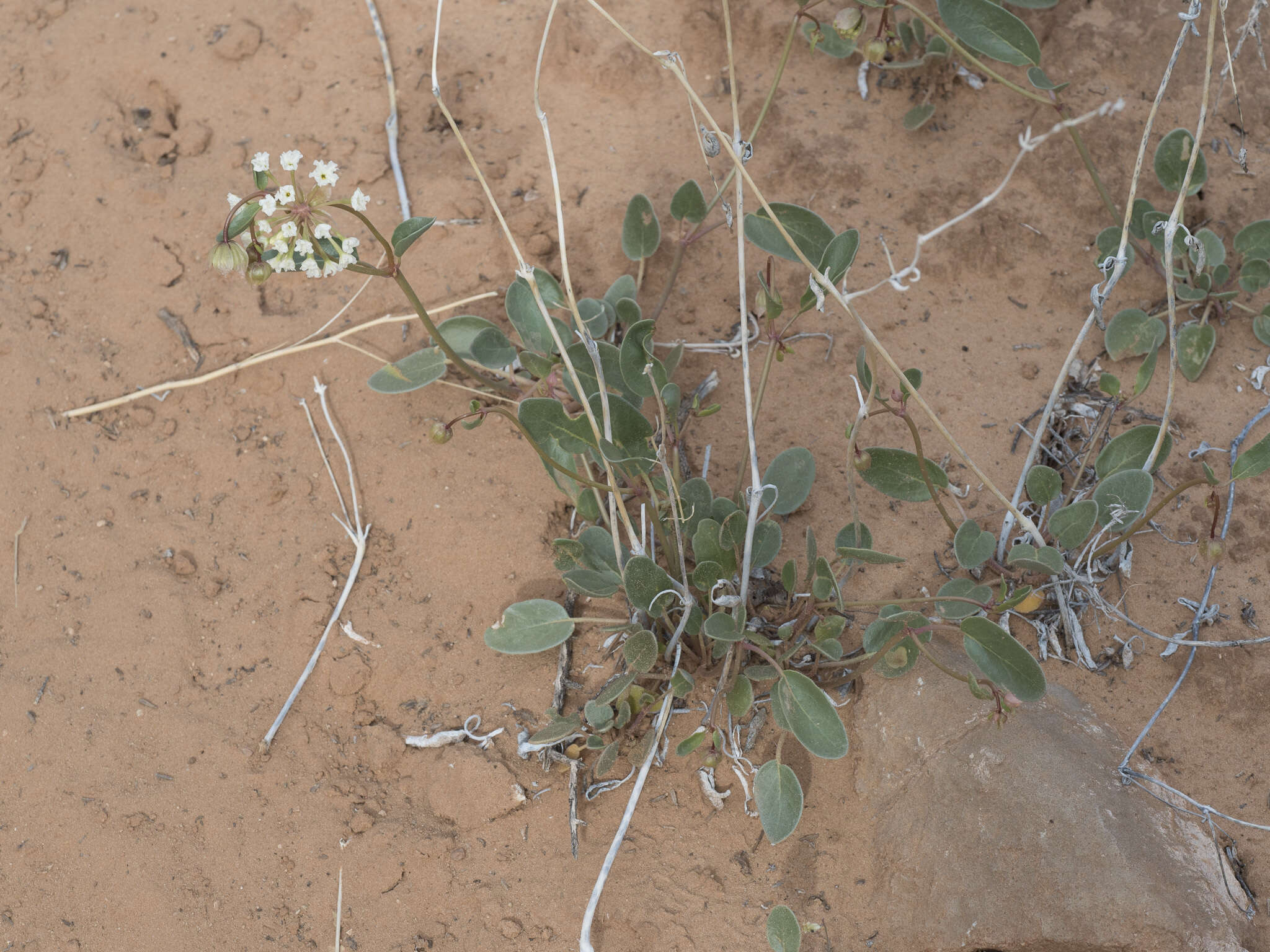 Image of fragrant white sand verbena