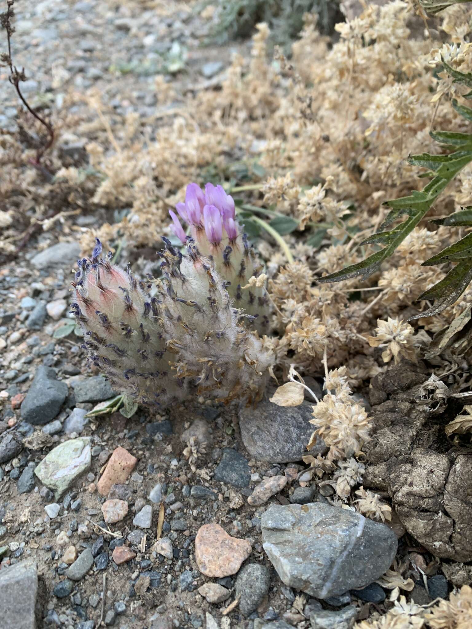 Plancia ëd Astragalus laguroides Pall.