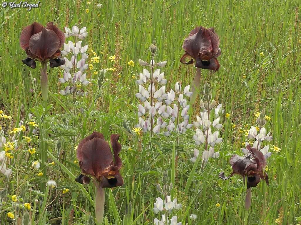 Image of Lupinus palaestinus Boiss.