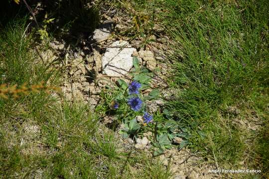 Image de Jasione laevis subsp. carpetana (Boiss. & Reut.) Rivas Mart.