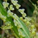 Image of Stelis pusilla Kunth