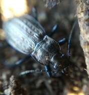 Image of Granulated Carabid