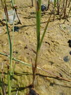 Image of cosmopolitan bulrush