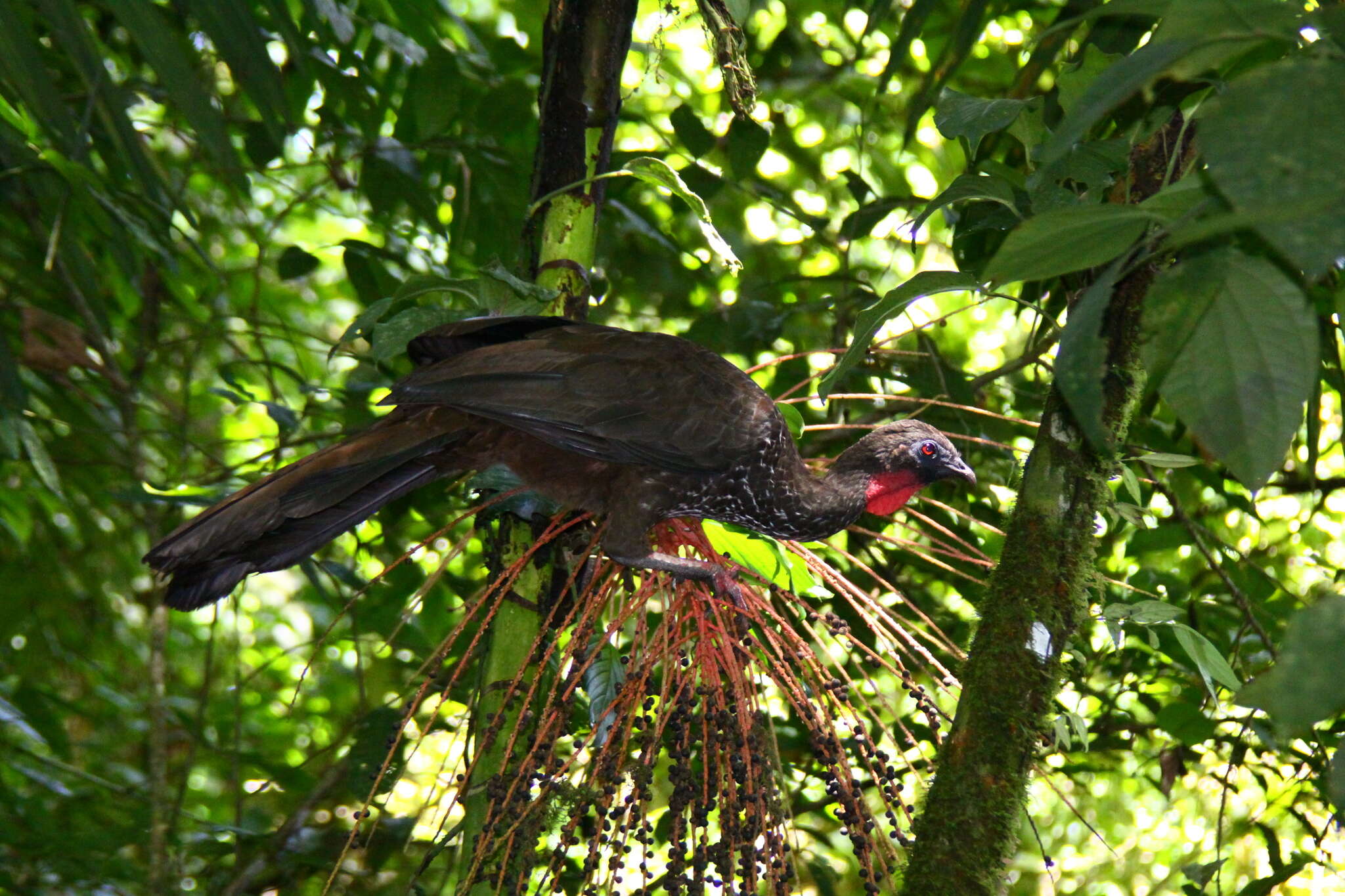 Image of Crested Guan