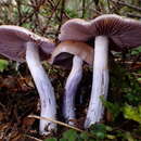 Image of Cortinarius bellus E. Horak 1990