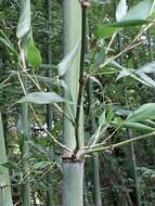 Image of Black bamboo
