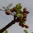 Image of Commiphora crenatoserrata Engl.