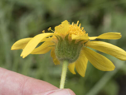 Image of hairy arnica