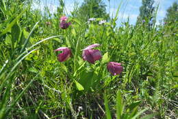 Image of Large-flowered Cypripedium