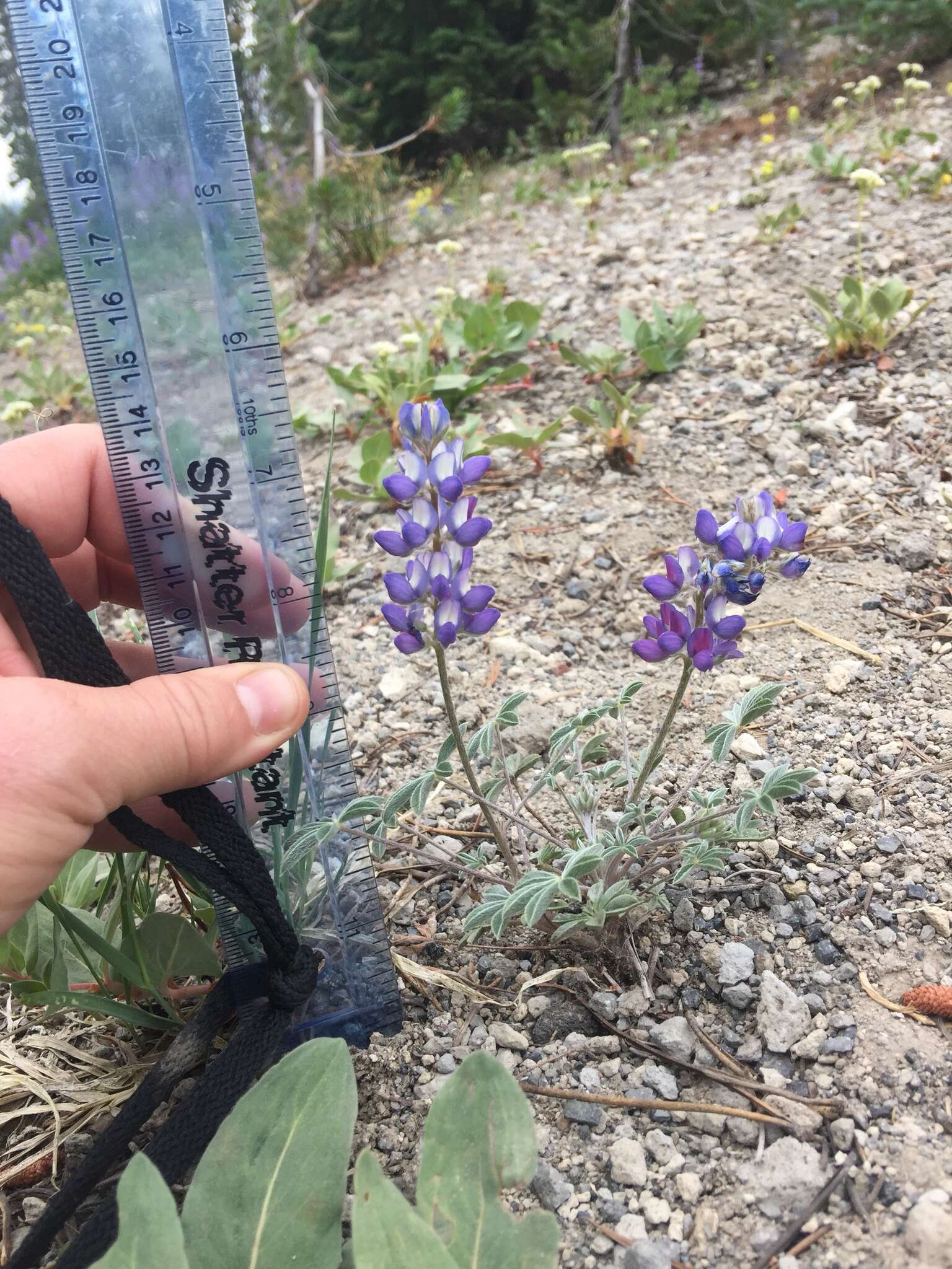 Image of Pacific lupine