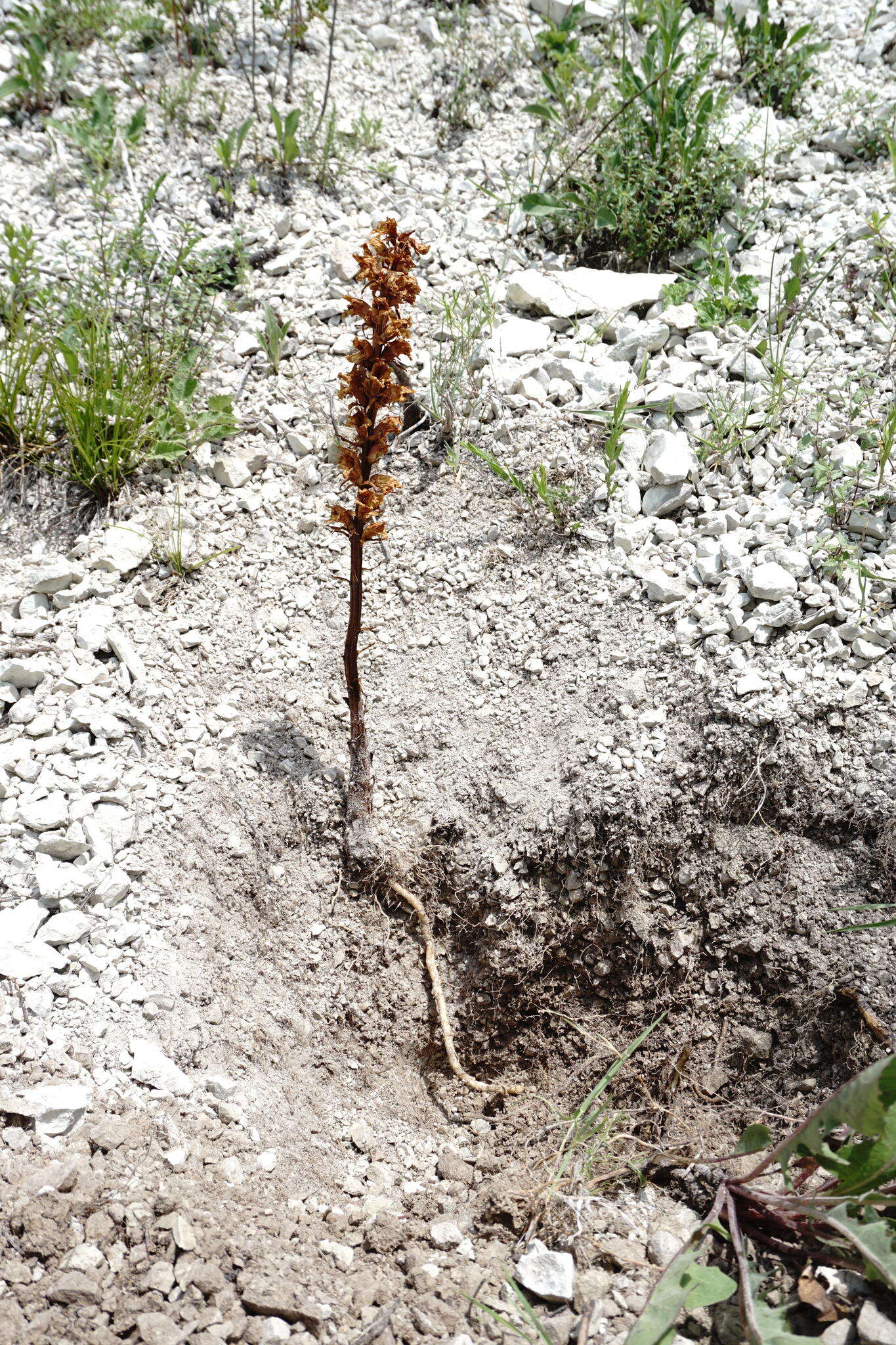 Image of Orobanche kurdica Boiss. & Hausskn.