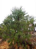 Image of Lumholtz's Pine