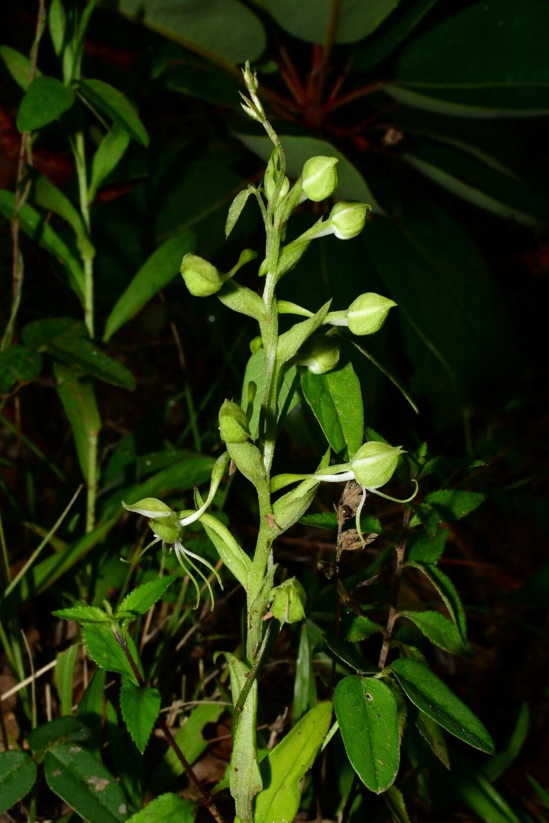 Image of Habenaria crassicornis Lindl.