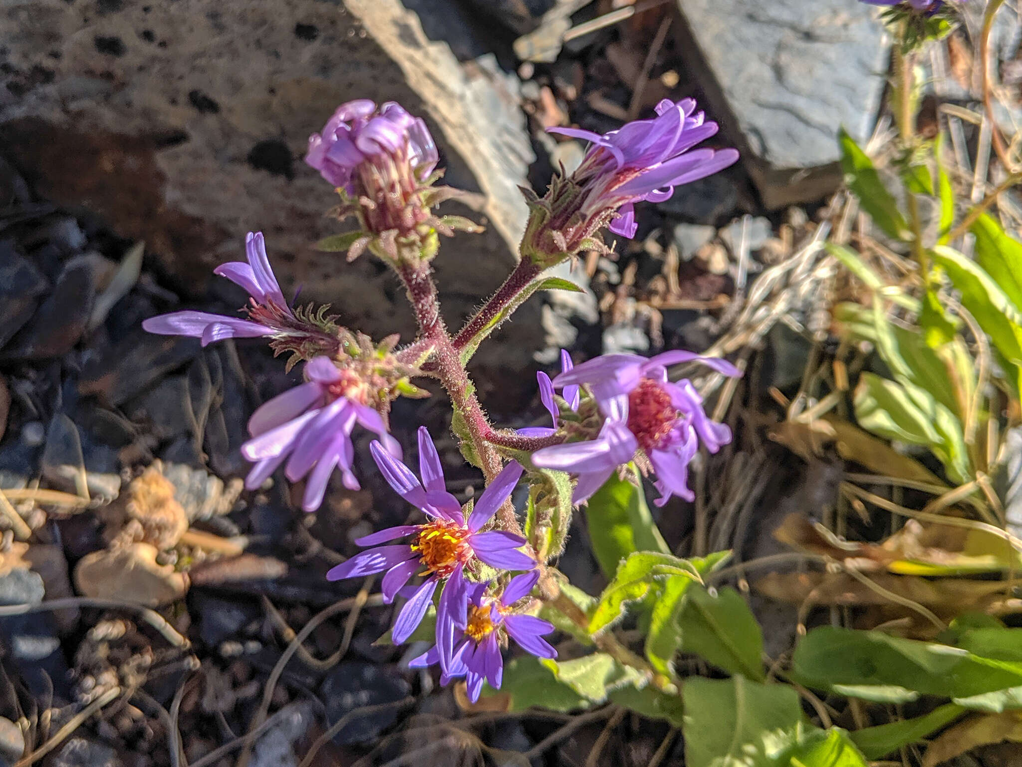 Image of Mountain American-Aster