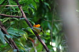 Image of Orange-collared Manakin