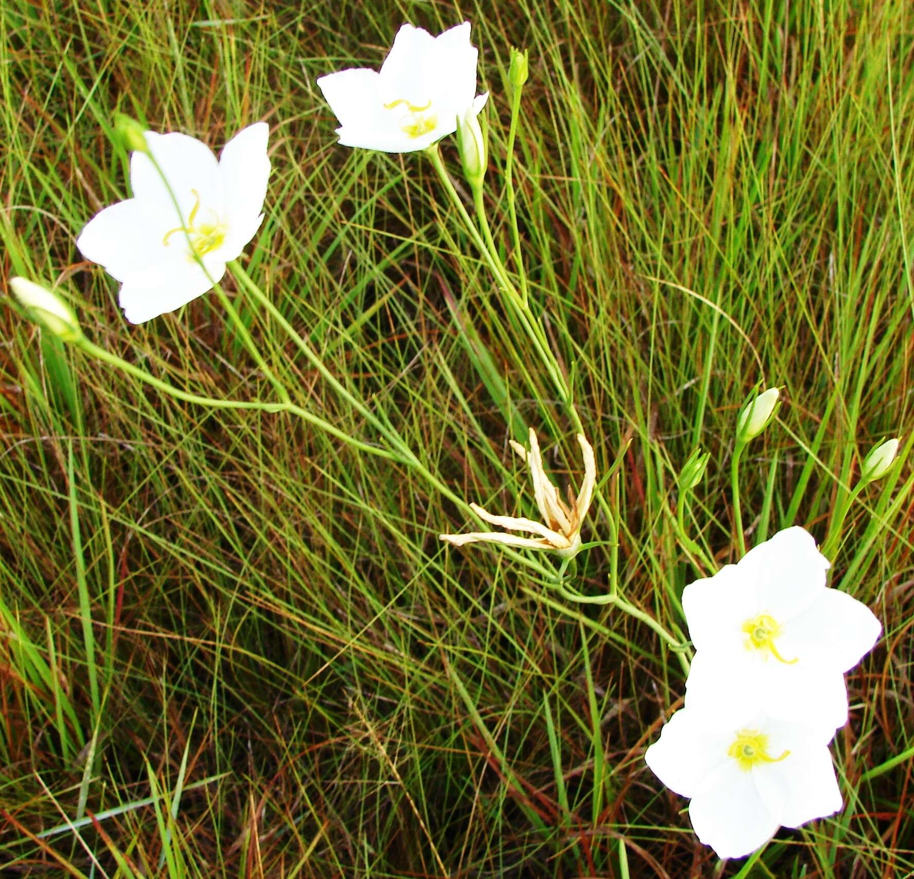 Image of largeflower rose gentian