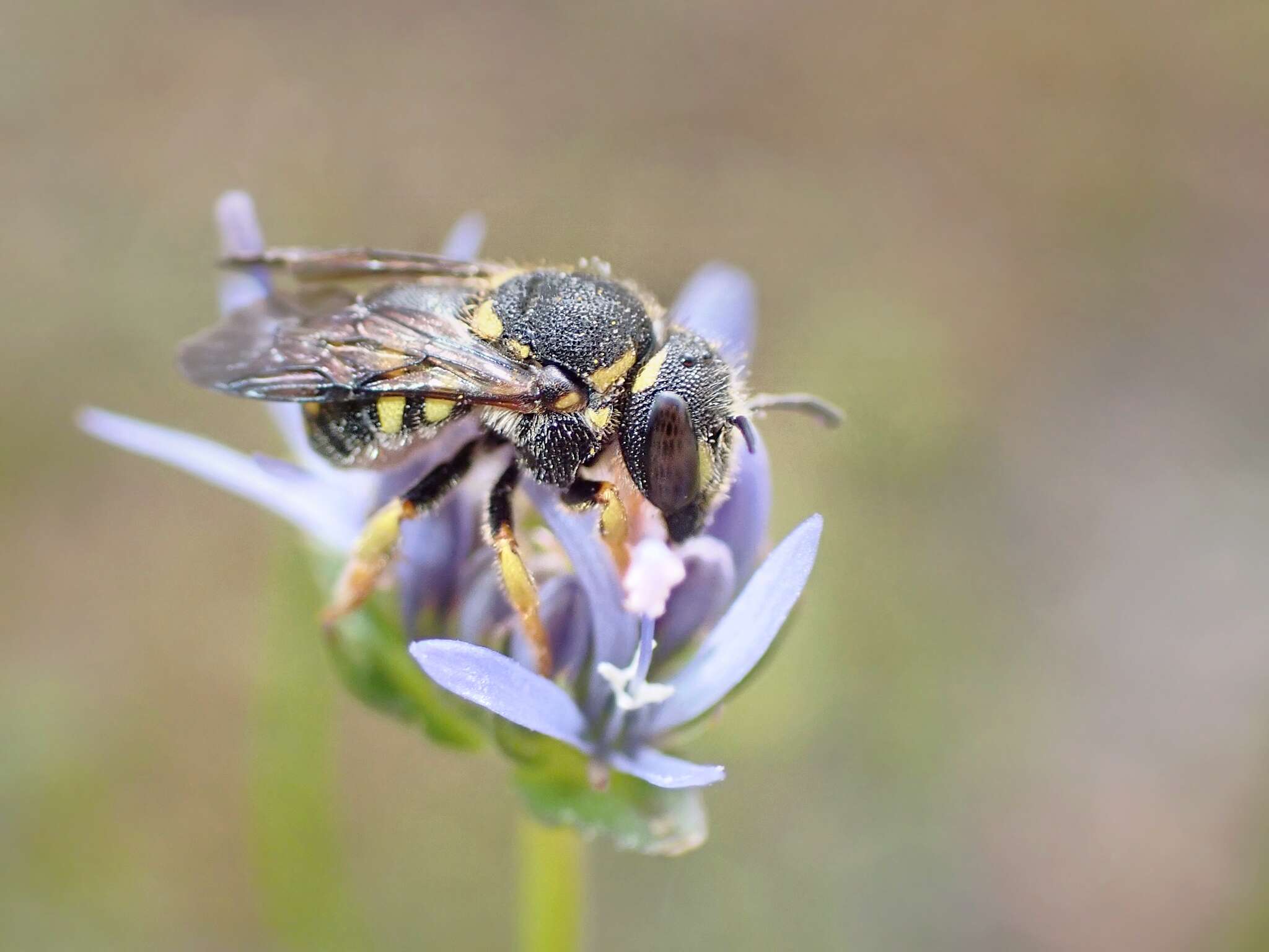 Image de Anthidiellum strigatum (Panzer 1805)