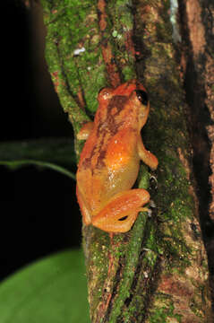 Image of Whistling coqui