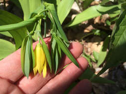 Image of largeflower bellwort