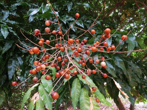 Image of <i>Sapindus <i>saponaria</i></i> var. saponaria