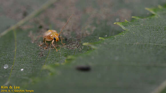 Image of <i>Monolepta shirozui</i>