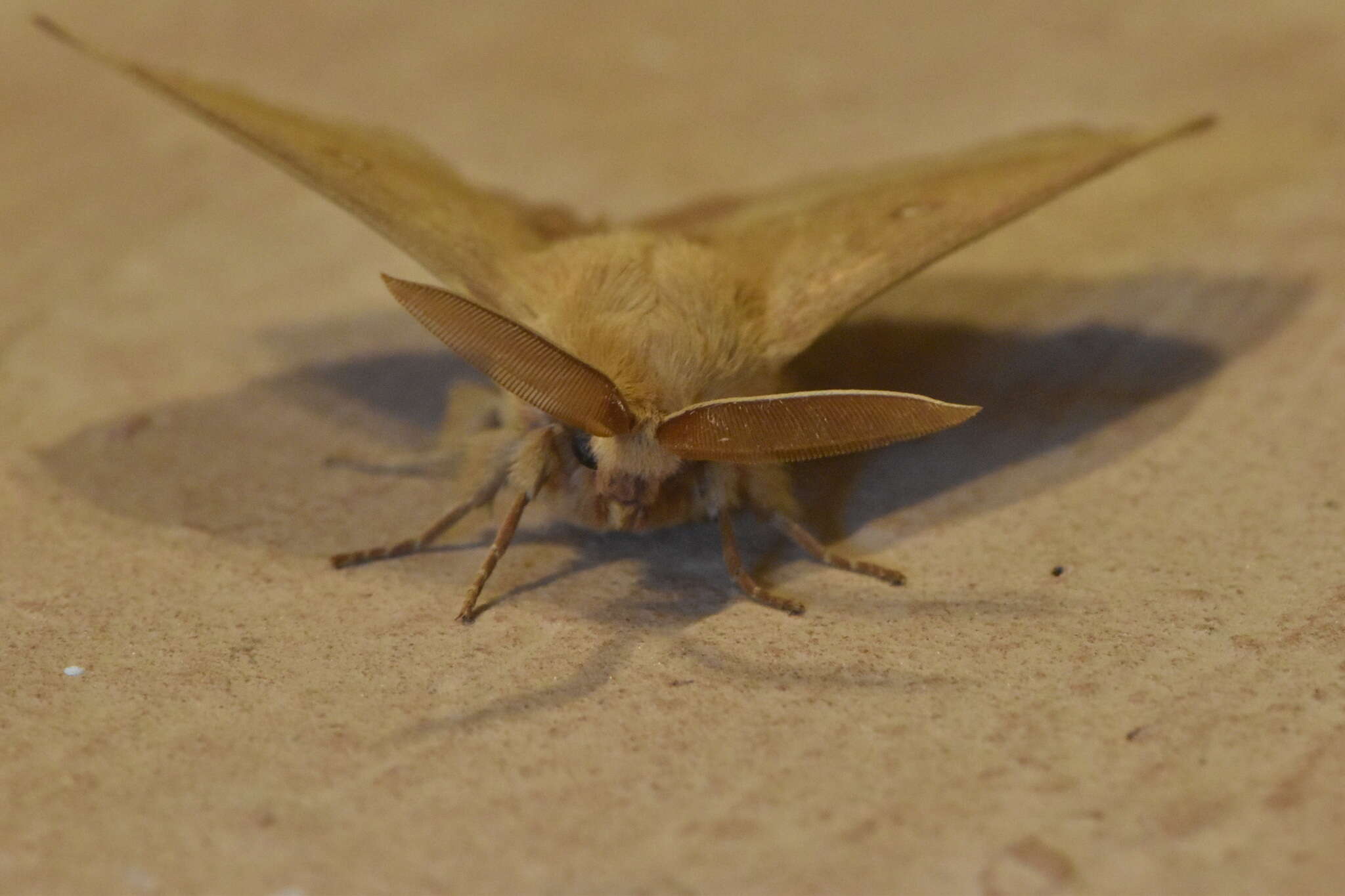 Image of grass eggar