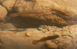 Image of Purple-spotted gudgeon