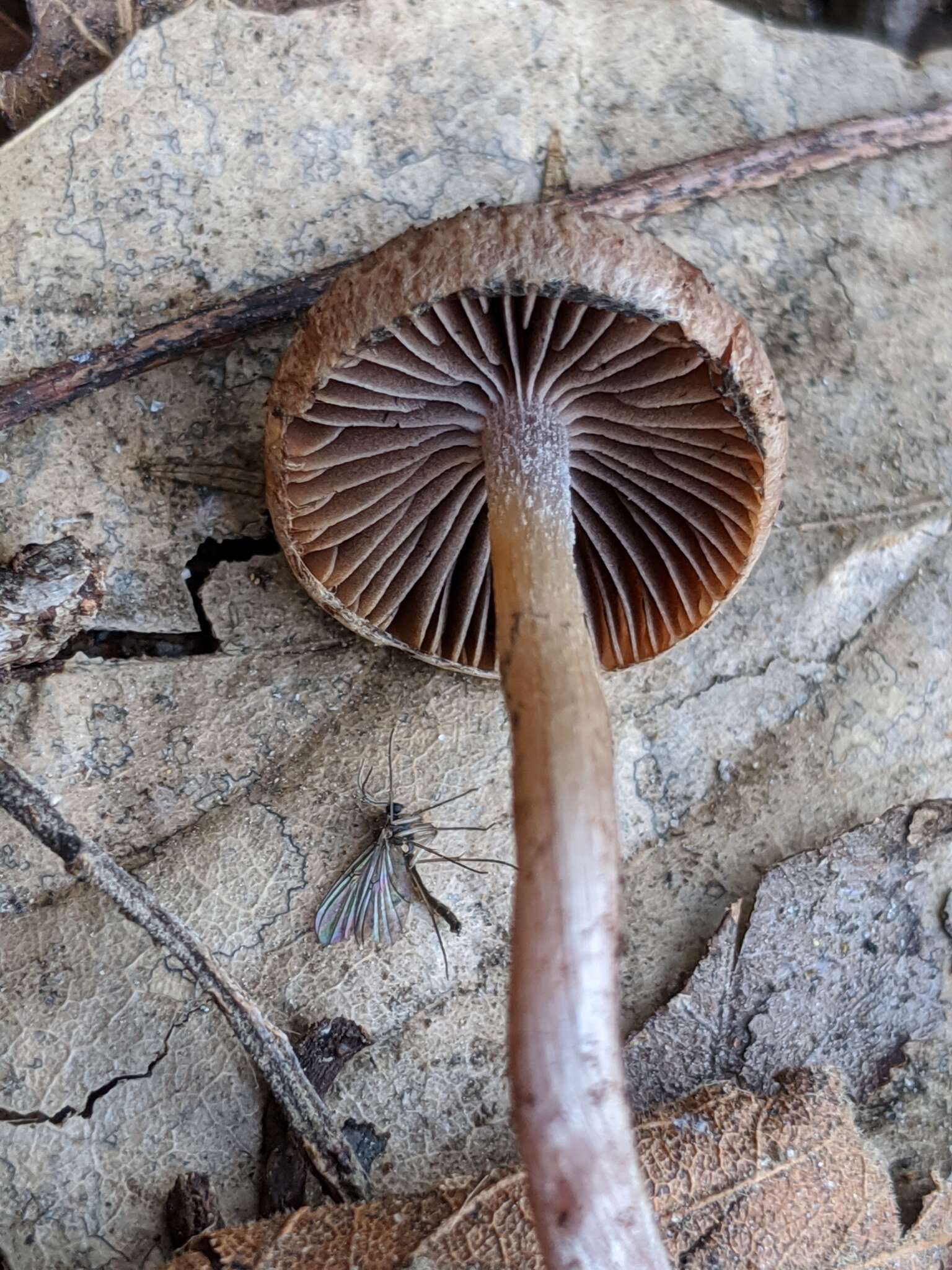 Image of Psathyrella bipellis (Quél.) A. H. Sm. 1946