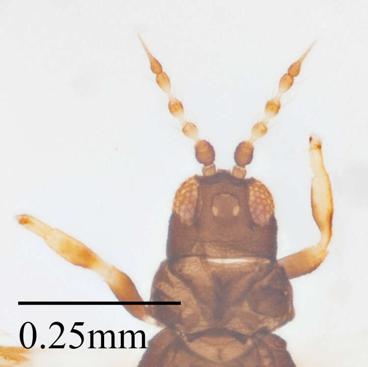 Imagem de Caliothrips marginipennis (Hood 1912)