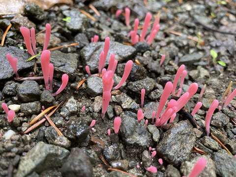 Image of Clavaria rosea Fr. 1821